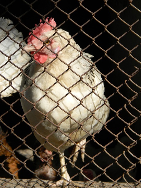 席尔瓦向世 席尔瓦向世